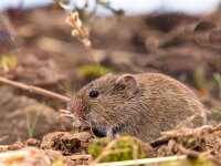 Common Vole (Microtus arvalis) in a Field  Common Vole (Microtus arvalis) in it's Natural Rural Open Habitat : Microtus, Netherlands, animal, arvalis, background, bank, biology, brown, closeup, common, country, countryside, cute, ecology, fauna, field, forest, fur, germany, grass, green, habitat, leaf, macro, mammal, mice, mouse, natural, nature, pest, rodent, rural, sitting, small, sweet, tailed, uk, vole, wild, wildlife