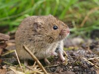 Microtus arvalis 6, Veldmuis, Saxifraga-Rudmer Zwerver