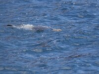 Monachus monachus 2, Mediterrane monninksrob, Saxifraga-Mark Zekhuis