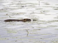 Myocastor coypus 19, Beverrat, Saxifraga-Jan Nijendijk