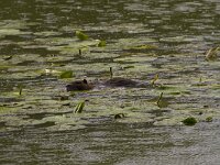 Myocastor coypus 20, Beverrat, Saxifraga-Jan Nijendijk
