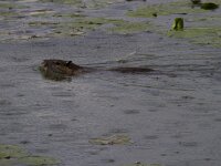 Myocastor coypus 21, Beverrat, Saxifraga-Jan Nijendijk