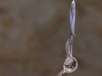 Long-fingered bat flying  Long-fingered bat (Myotis capaccinii) flying inside colony cave in Spanish Pyrenees, Aragon, Spain. April. : Myotis, Spanish, action, animal, background, bat, biology, black, brown, capaccinii, cave, closeup, colony, conservation, dark, darkness, darness, down, ear, ecosystem, face, fingered, flight, fly, flying, foraging, france, hibernation, high speed, limestone, long, long-eared, long-fingered, mammal, membranes, nature, night, nocturnal, photography, premolar, pyrenees, rock, spain, underground, wild, wilderness, wildlife, wing, wings