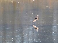 Myotis daubentonii 10, Watervleermuis, Saxifraga-Tom Heijnen