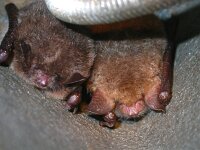 Myotis daubentonii 4, Watervleermuis, Saxifraga-Mark Zekhuis