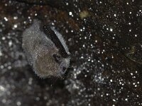 Myotis daubentonii 5, Watervleermuis, Saxifraga-Mark Zekhuis