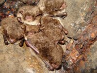 Myotis daubentonii 8, Watervleermuis, Saxifraga-Jeroen Willemsen