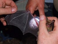 Myotis myotis 2, Vale vleermuis, Saxifraga-Rudmer Zwerver