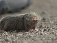 Nanospalax leucodon 2, Kleine blindmuis, Saxifraga-Luc Hoogenstein