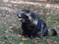 Nyctereutus procyionoides 3, Wasbeerhond, Saxifraga-Luc Hoogenstein