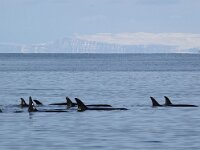 Orcinus orca 17, Orca, Saxifraga-Bart Vastenhouw