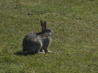 Oryctolagus cuniculus 22, Konijn, Saxifraga-Willem van Kruijsbergen