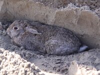 Oryctolagus cuniculus 9, Konijn, Saxifraga-Peter Meininger