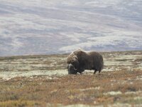 Ovibos moschatus 12, Muskusos, Saxifraga-Willem van Kruijsbergen