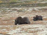 Ovibos moschatus 13, Muskusos, Saxifraga-Annemiek Bouwman