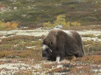 Ovibos moschatus 29, Muskusos, Saxifraga-Willem van Kruijsbergen