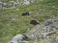 Ovibos moschatus 4, Muskusos, Saxifraga-Marjan van der Heiden,