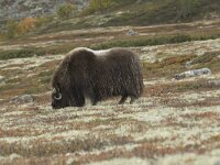 Ovibos moschatus 50, Muskusos, Saxifraga-Willem van Kruijsbergen