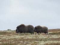 Ovibos moschatus 61, Muskusos, Saxifraga-Willem van Kruijsbergen