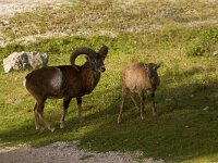 Ovis gmelini 8, Moeflon, Saxifraga-Jan Nijendijk