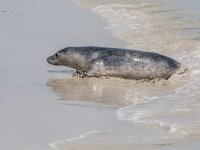 Phoca vitulina 100, Gewone zeehond, adult, Duene (D), Saxifraga-Theo Verstrael
