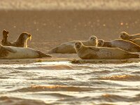 Harbor Seals on sandbank  Harbor Seals (Phoca vitulina) on sandbank under setting sun in the Wadden sea Netherlands : Netherlands, animal, beach, black, carnivore, child, coast, common, conefly, cub, cute, dog, europe, european, face, fauna, grey, harbor, harbour, iceland, island, landscape, mammal, marine, national, nature, north, ocean, park, phoca, predator, resting, saltmarsh, sand, sandbank, scandinavia, sea, seal, summer, sunset, true, vitulina, wadden, water, wattenmeer, white, wildlife, young