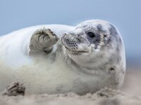 Lovely baby harbor seal  Lovely baby harbor seal (Phoca vitulina) looking to side : adorable, animal, arctic, awe, baby, background, beautiful, blue, character, closeup, comical, curious, cute, emotion, europe, expression, eye, eyes, face, fauna, friendly, frisky, funny, fur, happy, harbor, island, isolated, joking, life, looking, mammal, marine, natural, nature, ocean, one, phoca, playful, polar, portrait, seal, smile, surprise, vitulina, white, wild, wildlife, wonder, young
