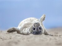 Comical harbor seal pup on back  Comical playful common seal (Phoca vitulina) pup lying on back on beach of Helgoland looking at camera : adorable, animal, baby, background, beach, blurred, child, coast, common, concept, crawl, cute, dune, europe, fauna, feeling, fun, funny, fur, furry, gray, happiness, happy, harbor, helgoland, hilarious, humor, kid, looking, mammal, marine, mouth, natural, nature, newborn, ocean, optimistic, phoca, positive, puppy, sand, sea, seal, vitulina, white, wild, wildlife, winter, with, young