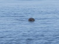 Phoca vitulina 110, Gewone zeehond, Saxifraga-Willem van Kruijsbergen