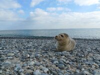 Phoca vitulina 7, Gewone zeehond, Saxifraga-Mark Zekhuis