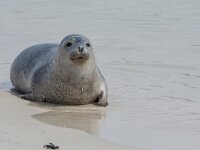 Phoca vitulina 90, Gewone zeehond,Saxifraga-Theo Verstrael