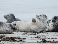 Phoca vitulina 94, Gewone zeehond, adult, Duene (D), Saxifraga-Theo Verstrael