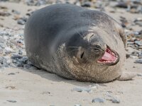 Phoca vitulina 99, Gewone zeehond, adult, Duene (D), Saxifraga-Theo Verstrael