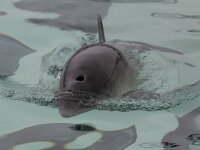 Phocoena phocoena 11, Bruinvis, Saxifraga-Luc Hoogenstein