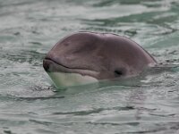 Phocoena phocoena 12, Bruinvis, Saxifraga-Luc Hoogenstein