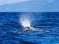 Physeter macrocephalus 14, Potvis, Saxifraga-Bart Vastenhouw