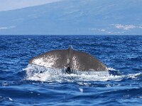 Physeter macrocephalus 15, Potvis, Saxifraga-Bart Vastenhouw