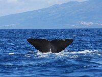 Physeter macrocephalus 16, Potvis, Saxifraga-Bart Vastenhouw