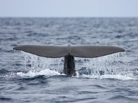 Physeter macrocephalus 17, Potvis, Saxifraga-Bart Vastenhouw