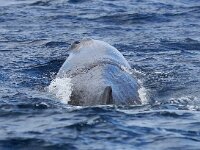 Physeter macrocephalus 19, Potvis, Saxifraga-Bart Vastenhouw
