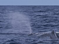 Physeter macrocephalus 2, Potvis, Saxifraga-Rik Kruit