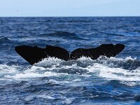 Physeter macrocephalus 20, Potvis, Saxifraga-Bart Vastenhouw