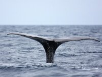 Physeter macrocephalus 28, Potvis, Saxifraga-Bart Vastenhouw