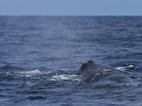 Physeter macrocephalus 3, Potvis, Saxifraga-Rik Kruit