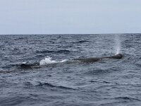 Physeter macrocephalus 30, Potvis, Saxifraga-Bart Vastenhouw