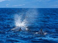 Physeter macrocephalus 31, Potvis, Saxifraga-Bart Vastenhouw