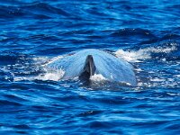 Physeter macrocephalus 33, Potvis, Saxifraga-Bart Vastenhouw