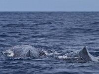 Physeter macrocephalus 4, Potvis, Saxifraga-Rik Kruit