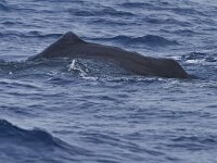 Physeter macrocephalus 5, Potvis, Saxifraga-Rik Kruit