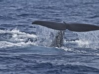 Physeter macrocephalus 6, Potvis, Saxifraga-Rik Kruit